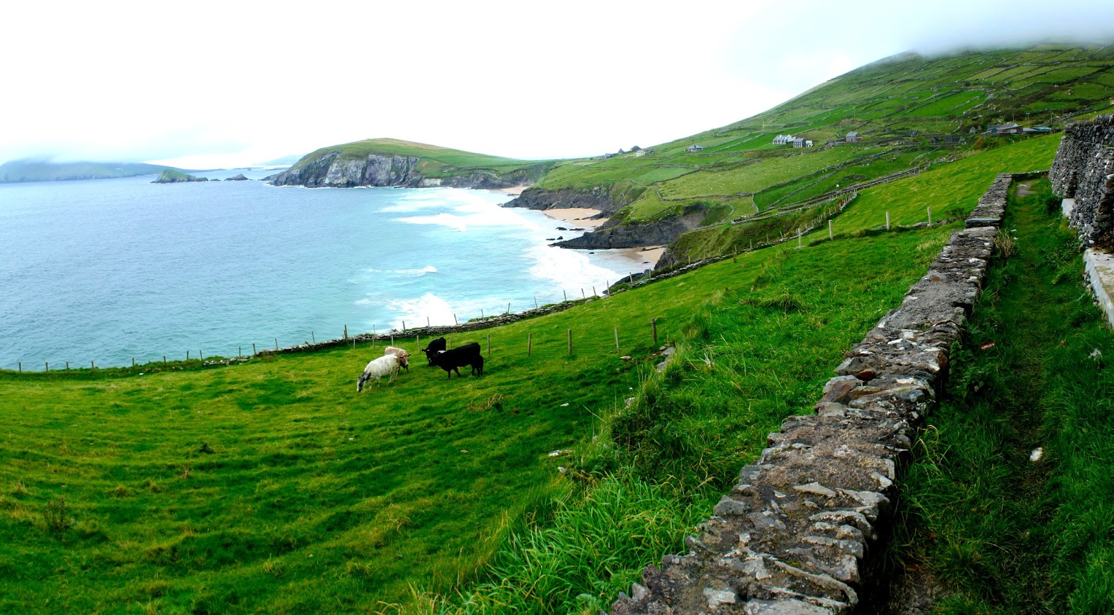 Schafe beim schafen in Dingle